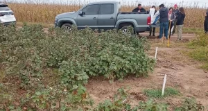 Un ensayo con algodón en el Valle del Conlara arrojó resultados prometedores