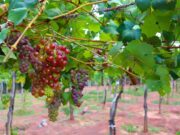 Utilizan biotecnología para eliminar virus de las plantas de vid