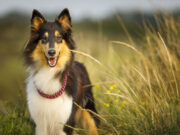 Las claves para el cuidado de la salud de los perros