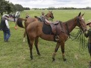 La Afip detectó una subvaluación de 100 millones de pesos en caballos de polo