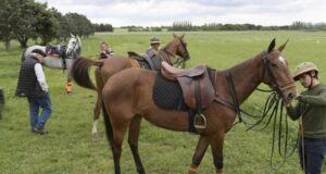 La Afip detectó una subvaluación de 100 millones de pesos en caballos de polo