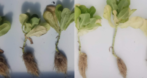 Hongos para mejorar rindes en cultivos intensivos y extensivos