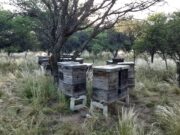 Prohibieron el uso de productos formulados que contengan Fipronil