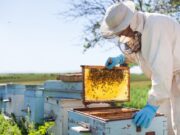 Crearon el Programa de Fortalecimiento Productivo para la Cadena Apícola