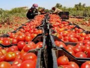Mendoza y San Juan concentran más del 80% de la producción nacional de tomate