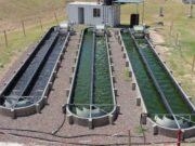 Arrancó la primera planta de tratamiento de aguas con microalgas de la Argentina