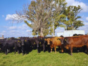 Con ganadería regenerativa, los suelos fijan carbono y aumenta la productividad