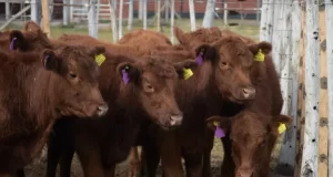 Arranca la 92ª Expo Rural Río Quinto con reproductores de más de 20 cabañas