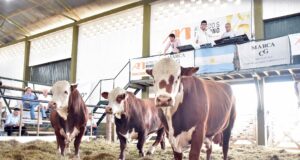 Superó el millón de pesos el promedio de los toros Braford rematados en Buena Esperanza por la firma Mondino