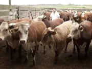 El retraso de El Niño también impacta en la hacienda: otro freno para los precios