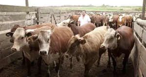 El retraso de El Niño también impacta en la hacienda: otro freno para los precios