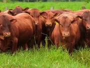 Los precios en el mostrador se defendieron bastante bien de las recientes subas de la hacienda