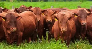 Los precios en el mostrador se defendieron bastante bien de las recientes subas de la hacienda