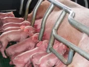 Cómo impactó la devaluación en el negocio porcino