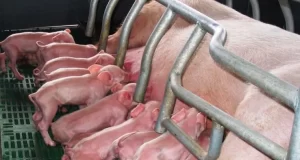 Cómo impactó la devaluación en el negocio porcino