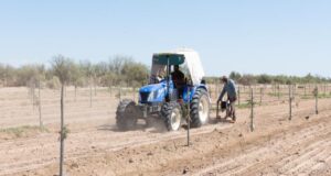 Crece en Mendoza el riego por goteo subterráneo en cultivos extensivos