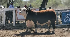 Récord en la Expo Rural San Luis: pagaron $6 millones por un toro Hereford