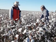 Llega un fuerte estímulo para el algodón puntano