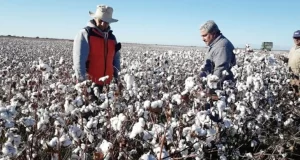 Llega un fuerte estímulo para el algodón puntano