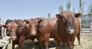 Con más de 500 reproductores, llega la10º subasta ganadera Los Alfredos de la mano de Alfredo S. Mondino