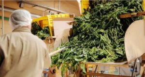 Está en Mendoza: cómo funciona la planta deshidratadora más grande de la Argentina