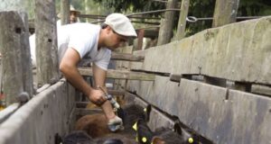 A pesar de la sequía histórica, la vacunación antiaftosa fue similar al año pasado