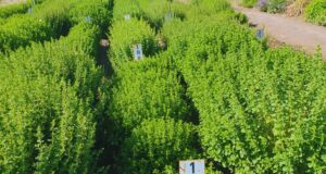 Magno INTA: la nueva variedad de orégano que triplica los rendimientos