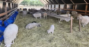 Apuesta en Alem: cortes ovinos de alto valor en cama profunda