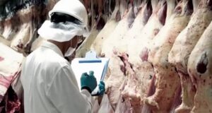Faena de hembras: El nivel de extracción sigue siendo elevado aun fuera del período natural de refugo