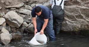San Luis Agua sembró pejerreyes en el Dique Luján