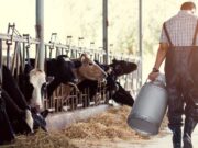 Cierre de tambos y liquidación de vacas: en octubre se perdieron 340.000 litros de leche por día