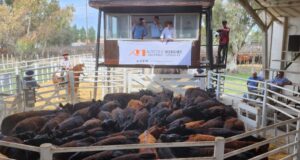 Con 9.500 cabezas ofrecidas y vendidas, Mondino logró muy buenos valores en el Remate de la Pampa Húmeda