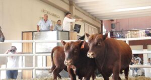 Con máximos de $7,5 millones por los Angus Puros, Mondino concretó una exitosa subasta ganadera de Cabaña Los Alfredos