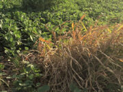 ¿Por qué el Sorgo de Alepo es tan difícil de manejar?
