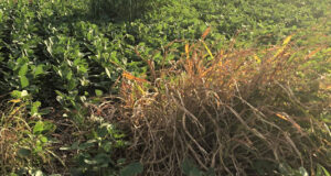 ¿Por qué el Sorgo de Alepo es tan difícil de manejar?