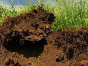 ¿Es posible revertir la degradación de los suelos pampeanos con más agricultura?