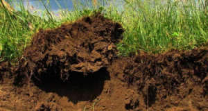 ¿Es posible revertir la degradación de los suelos pampeanos con más agricultura?