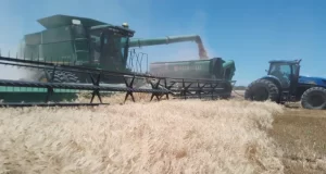 Esperan más de 9 mil toneladas de trigo pan cultivado en San Luis