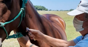Encefalomielitis equina: Se confirmaron brotes en La Pampa, San Luis y Salta