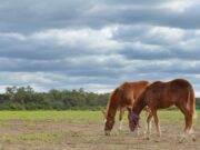 Encefalomielitis equina: se autorizan nuevos lotes de vacunas contra la enfermedad que afecta a los caballos