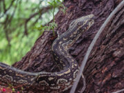Tres lampalaguas fueron liberadas en la Reserva Natural “Quebrada de las Higueritas”