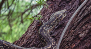 Tres lampalaguas fueron liberadas en la Reserva Natural “Quebrada de las Higueritas”
