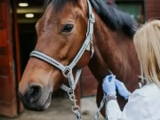 Solicitan informes en el Congreso sobre el brote de Encefalomielitis equina