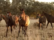 Encefalomielitis equina: el Senasa declaró la emergencia sanitaria nacional