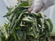Senasa descartó sospecha de virus rugoso del tomate en un establecimiento de Tilisarao