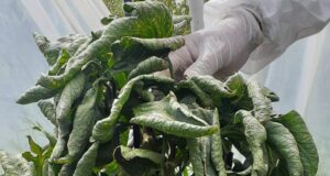 Senasa descartó sospecha de virus rugoso del tomate en un establecimiento de Tilisarao