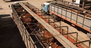 Prevención de estrés térmico en el transporte de animales de consumo para cuidar su bienestar