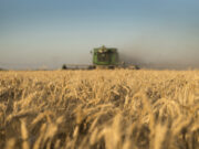 Por primera vez Argentina puede exportar trigo a China