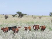 Un juez frenó la derogación de la Ley de Tierras