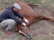 Detectaron el primer caso de encefalomielitis equina en Mendoza